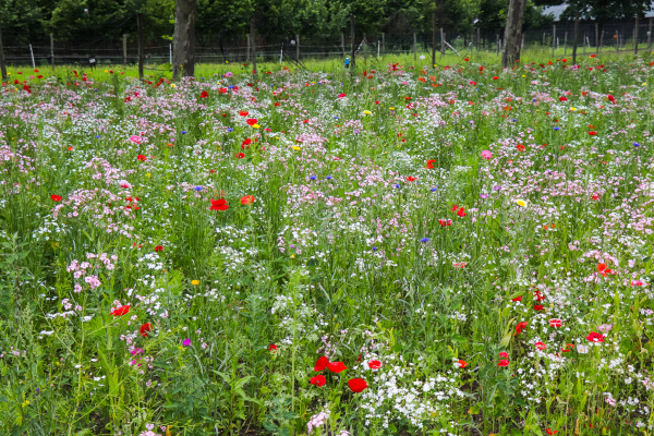 aanleggen ecologische tuin aanleggen ecologische tuin