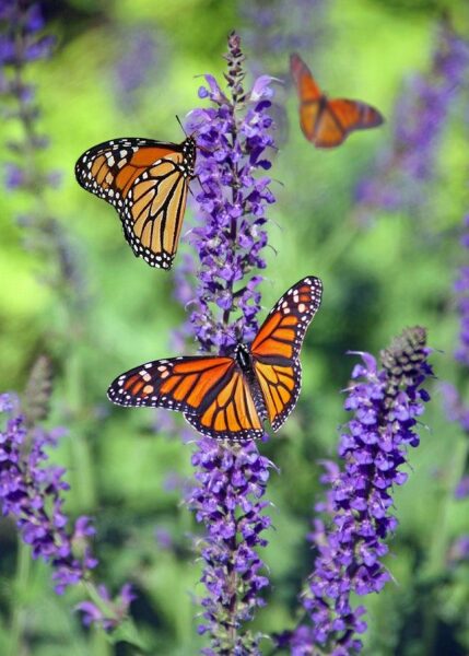 Vlinders in een ecologische tuin Vlinders in een ecologische tuin